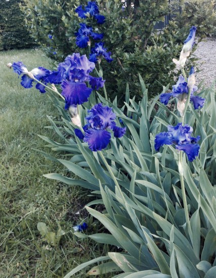 Irisis