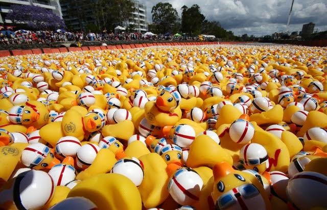 Ducks