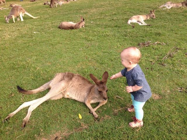Kangaroo2
