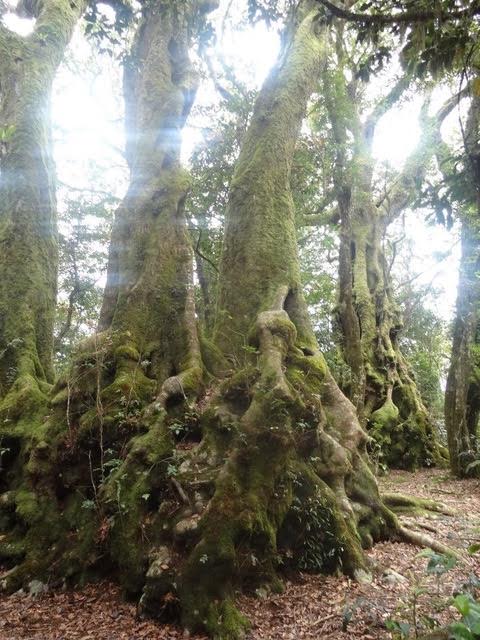 Trees